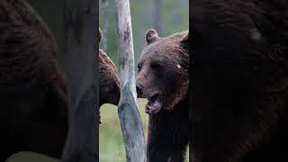 Rival male bears challenge each other in a dramatic fight for territory