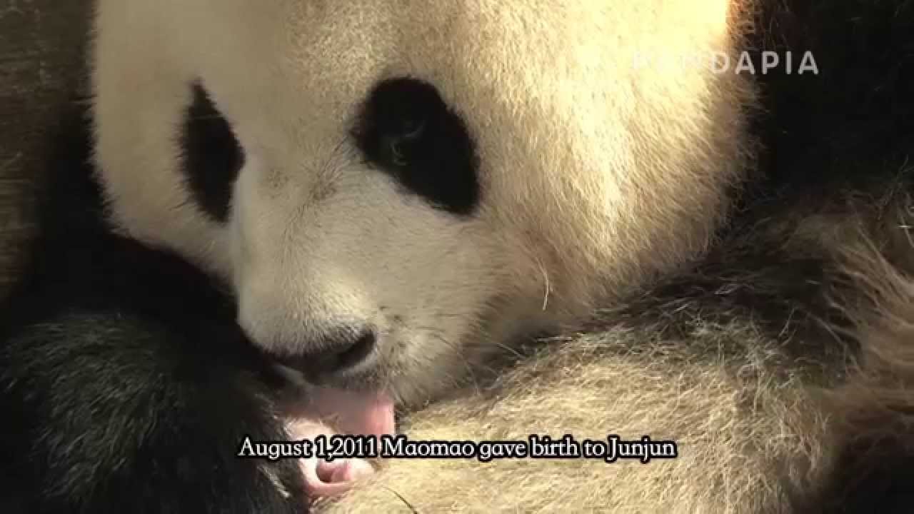 pandas merge Maomao stories Episode 3