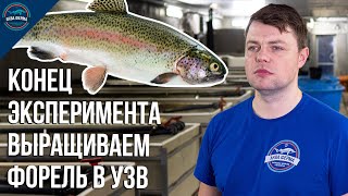 Конец эксперимента «Выращиваем форель в УЗВ на тёплой воде»