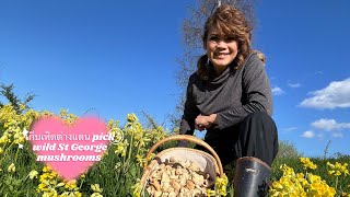 pick wild St George mushroom uk🇬🇧-เก็บเห็ดเซ็นจอท อังกฤษ🇬🇧-Sring mushroom-เห็ดฤดูใบไม้ผลิ🍄‍🟫