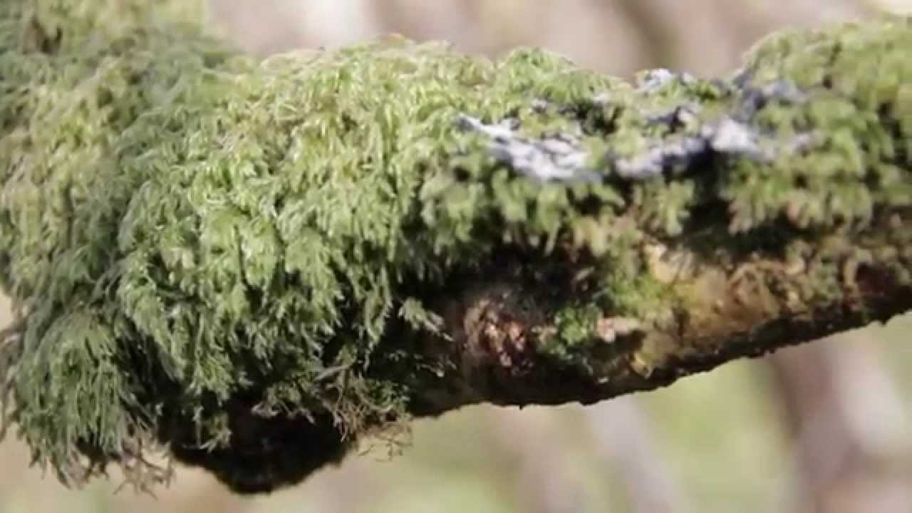 Scotland Isle of Skye HD