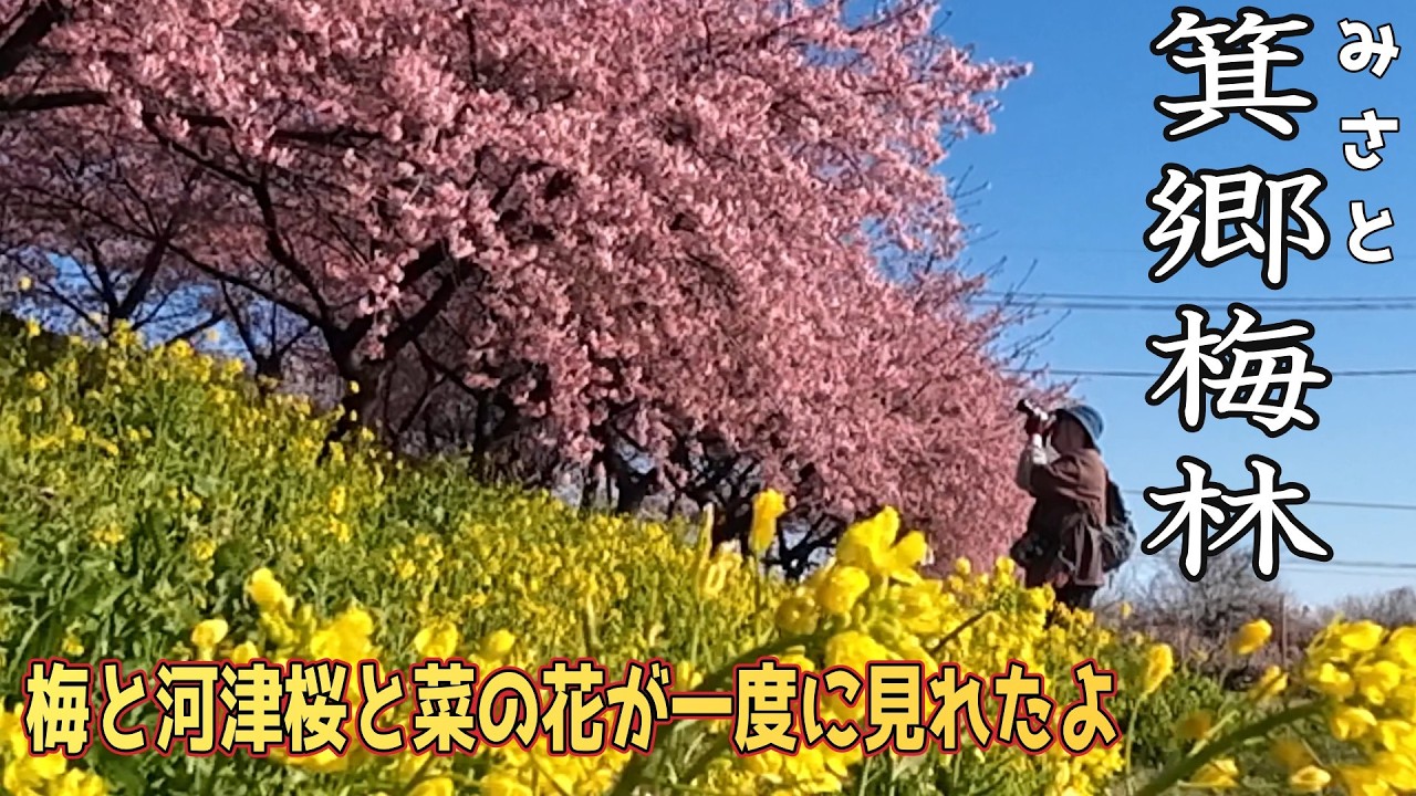#115 箕郷梅林　梅や河津桜 ,菜の花も見れて大満足　群馬県高崎市