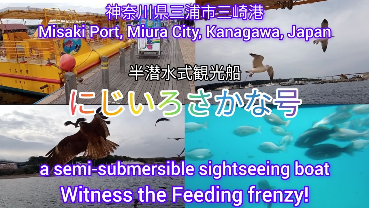 三崎港｢にじいろさかな号｣にてトンビ,カモメ,魚の餌付け見学！Embark