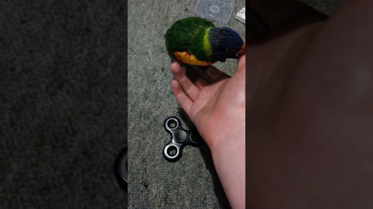 fidget bird