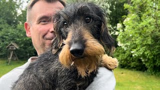 Cute dachshund escapes thunderstorm 😀 #TeddyTheDachshund by Teddy the Dachshund 1,972 views 2 days ago 1 minute, 43 seconds