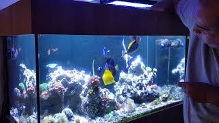 Aquário Marinho 250l Tang Zanclus