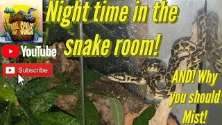 Night time in the snake room! And why misting your snakes is important! Net Worth