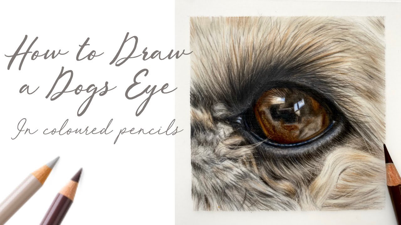 How to Draw a Realistic Dogs Eye in Coloured Pencils / Shih Tzu - YouTube