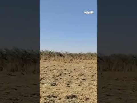 الهور جف والناس هاجرت مواطن من ميسان يوثق الكارثة التي ضربت بركة أم النعاج في هور الحويزة