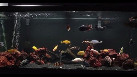 African Cichlid Tank Update - Re-scape