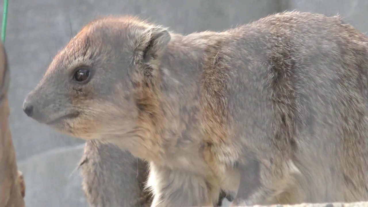 17 06 24の ケープハイラックスたち 動物観察ノート 主にマンドリル 17 06 24の ケープハイラックスたち 動物観察ノート 主にマンドリル