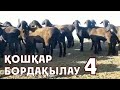 Қошқар бордақылау - 4 откорм кошкаров /4