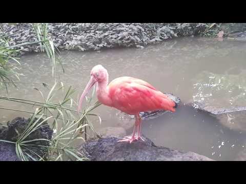 FACE TO FACE, with, tropical birds, Mondo Verde, Limburg, the Netherlands