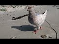 King Pigeon on the BEACH