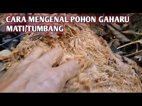 Video: Cara Mengidentifikasi Pohon yang Mati