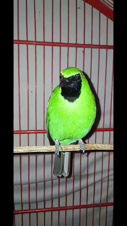 PANCINGAN CUCAK IJO BIAR MAU NEMBAK NGIKIKIK KAPAS TEMBAKA DAN TENGKEK