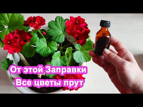2 Бабушкиных "метода" Дать цветам подпитку в декабре Завалят цветением герань и фиалки.