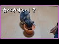 フードボウルを新しくしました！／獣医師さんが考えた食器／食べやすい形状で子猫「しるば」も喜んでくれるかな？／cat food bowl