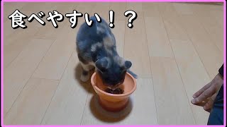 フードボウルを新しくしました！／獣医師さんが考えた食器／食べやすい形状で子猫「しるば」も喜んでくれるかな？／cat food bowl