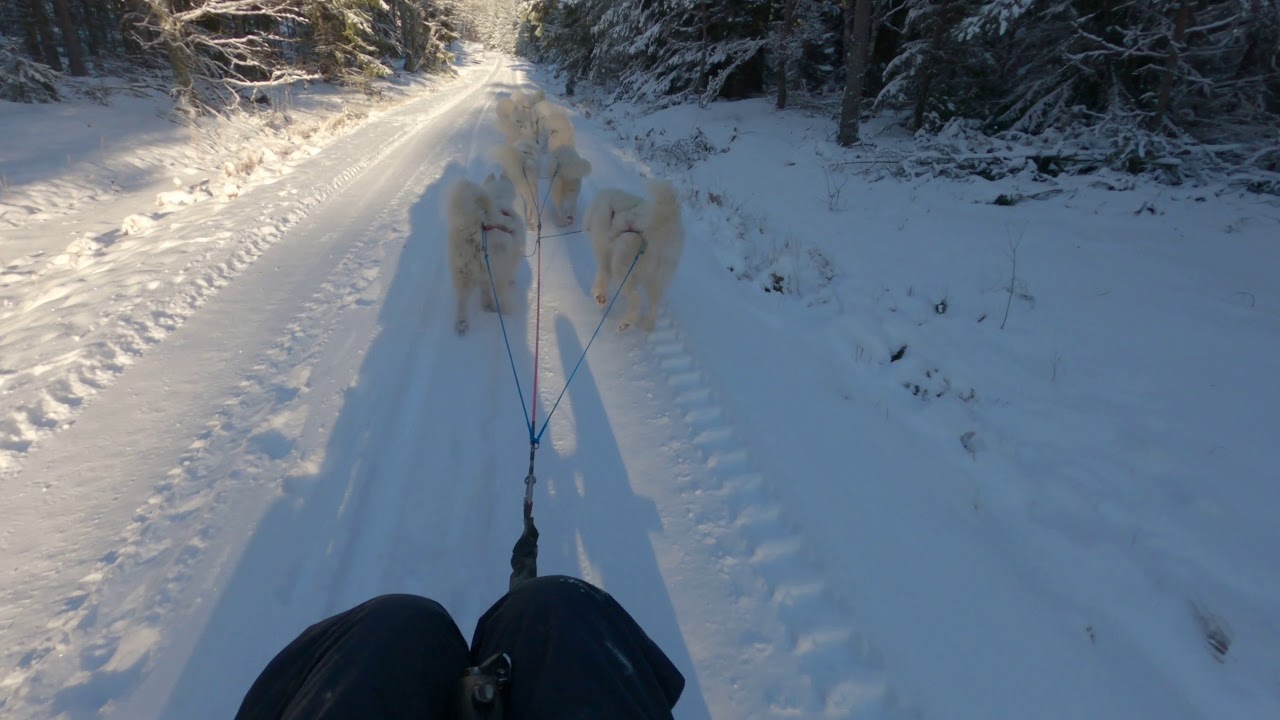 Samoyed dogsled tour long version
