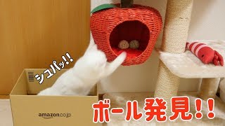 やっぱりボールのおもちゃが好きな猫
