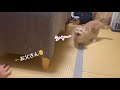 まろみ初めての威嚇｜夏休みの過ごし方🌻🍜
