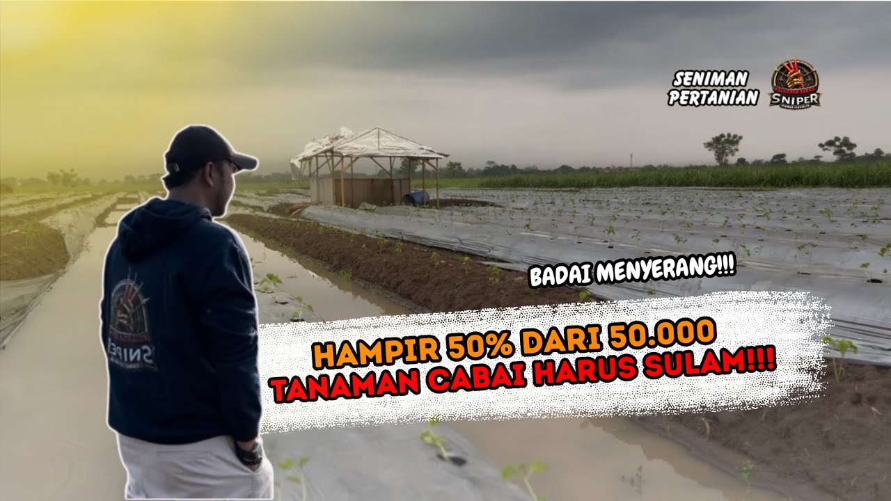 AKIBAT SERANGAN BADAI TANAMAN HANCUR & MULSA TERLEPAS. INILAH PERJUANGAN NYATA DI LAHAN OM DANIEL!!!