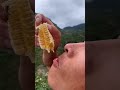 أكل العسل الطبيعي مع النحل 