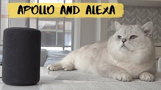 Big British shorthair cat Apollo and Alexa