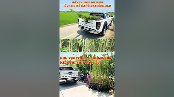 CUNG CẤP TRÚC QUÂN TỬ TOÀN QUỐC