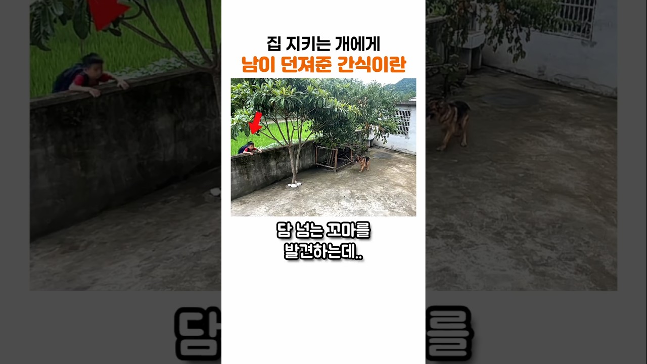 집 지키던 셰퍼드가 남이 준 간식을 받고 해버린 행동