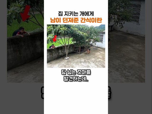 집 지키던 셰퍼드가 남이 준 간식을 받고 해버린 행동