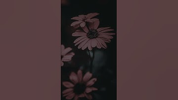 سورة الفاتحة | سعود الشريم | تلاوة خاشعة ومؤثرة