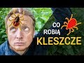 Kleszcze - kim/czym są? Co robią? - film z serii "o Kleszczach" odc. 01