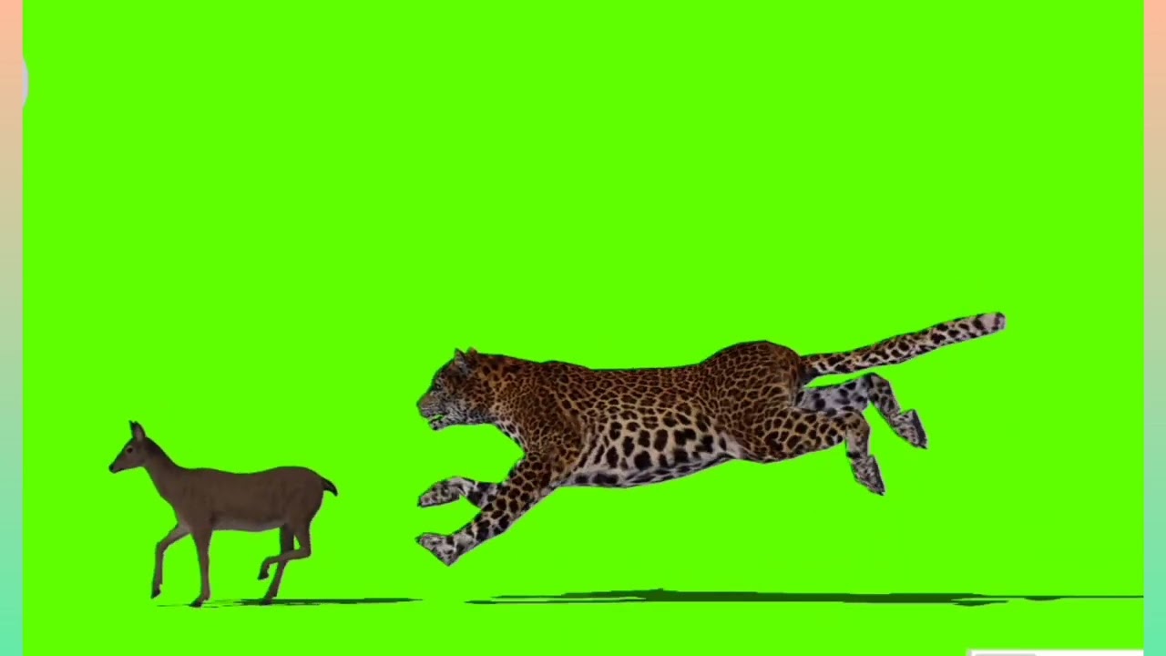 Tiger Attack Deer Green Screen Video Footage Free | 