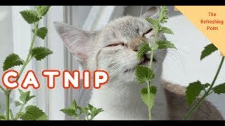 Catnip - Cat's Meow - Not only for Our Feline Friends - Benefits Humans as Well