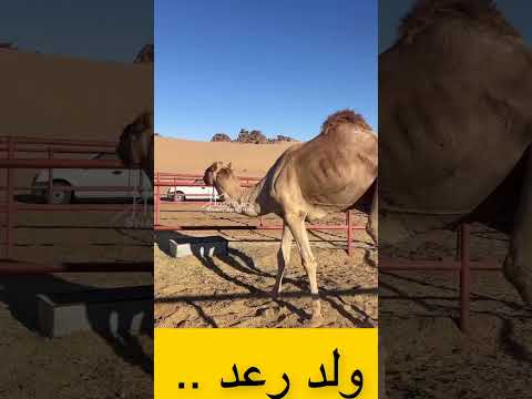الهجن نجران اكسبلور  اكسبلور هجن نجران الان