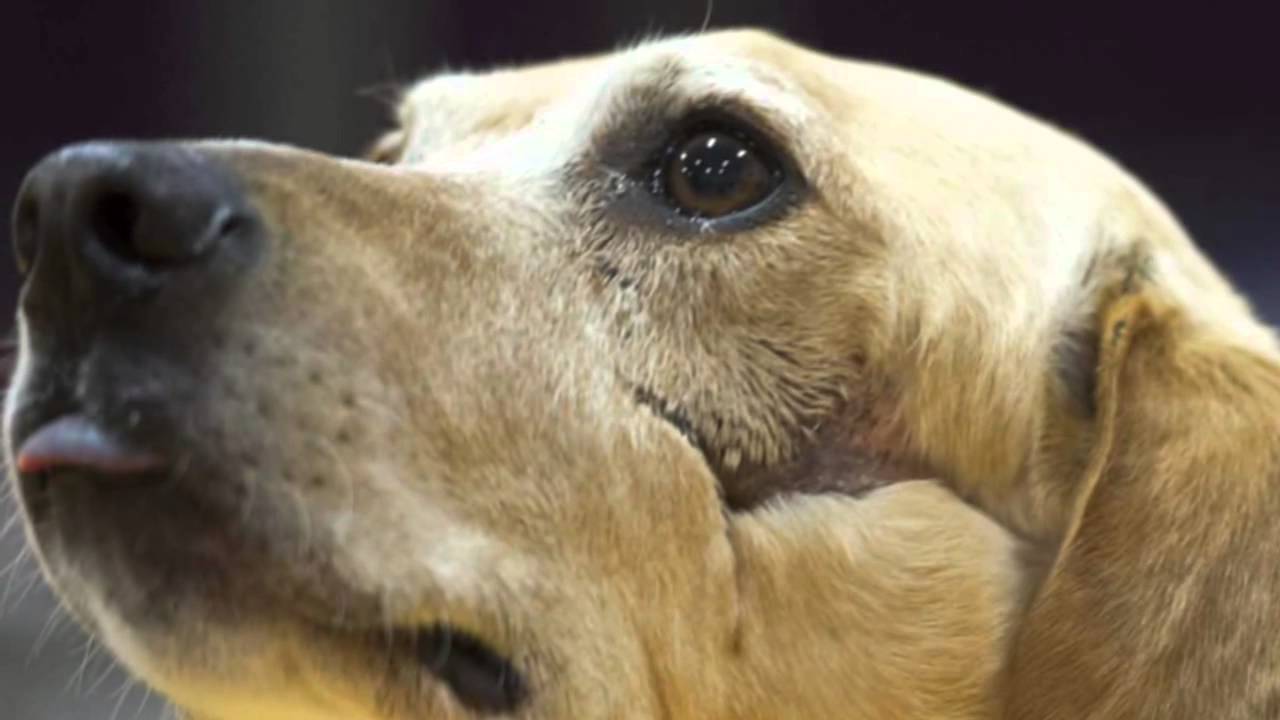 Marshall, The Miracle Dog YouTube