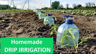 Simple & Quick Drip Irrigation System for Growing Tomatoes