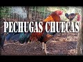 Como Evitar Pechugas Chuecas