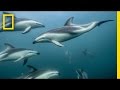 Amazing photos  exploring a dolphins world  exposure