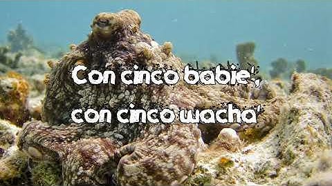 Kim Loaiza - 5 BABYS (Video Oficial) Ft. Bellakath x Fariana x Yami Safdie x Ptazeta [Lyric][No Ad