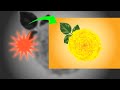 How to create real flower in illustrator