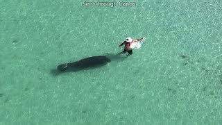 Famous Poor guy got scared, the Manatee I mean. Video was taken yesterday near St Pete Beach in Florida Profile