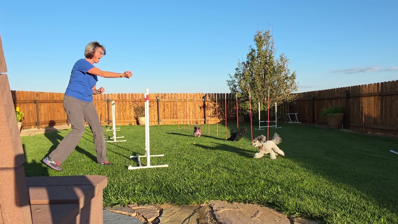 Wyatt Agility Training Fun