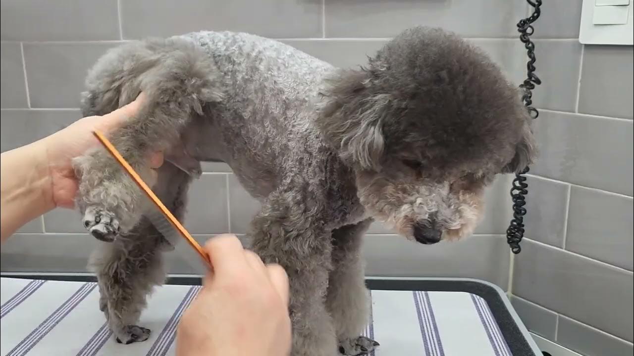 다퍼주고 있습니다 Cuty cut for pupdog beautypoodle scissors cut 푸들 스포팅애견