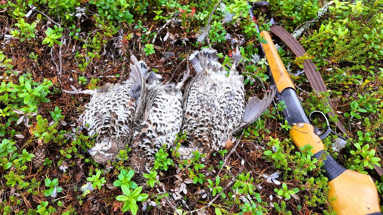 Jahtitouhuja alulle 3