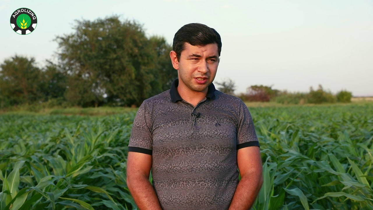 Təkrar əkin qarğıdalı sahəsinə göstərilən aqrotexniki qulluq haqqında fermerin dilindən eşidək.
