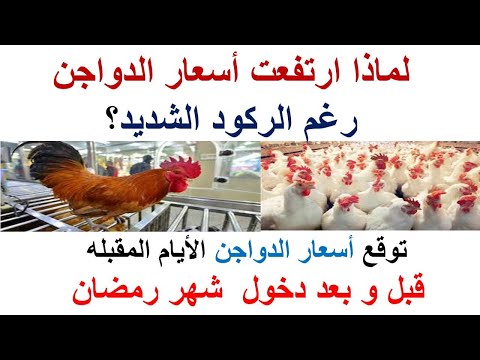 لماذا ارتفعت أسعار الدواجن توقع أسعار الدواجن الأيام المقبله قبل و بعد دخول شهر رمضان