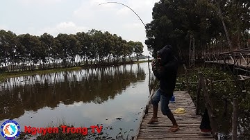 #2 câu cá lóc tràm chim| Đụng ổ cá lóc bong quăng rớt nước là ăn ầm ầm|NguyenTrongTv